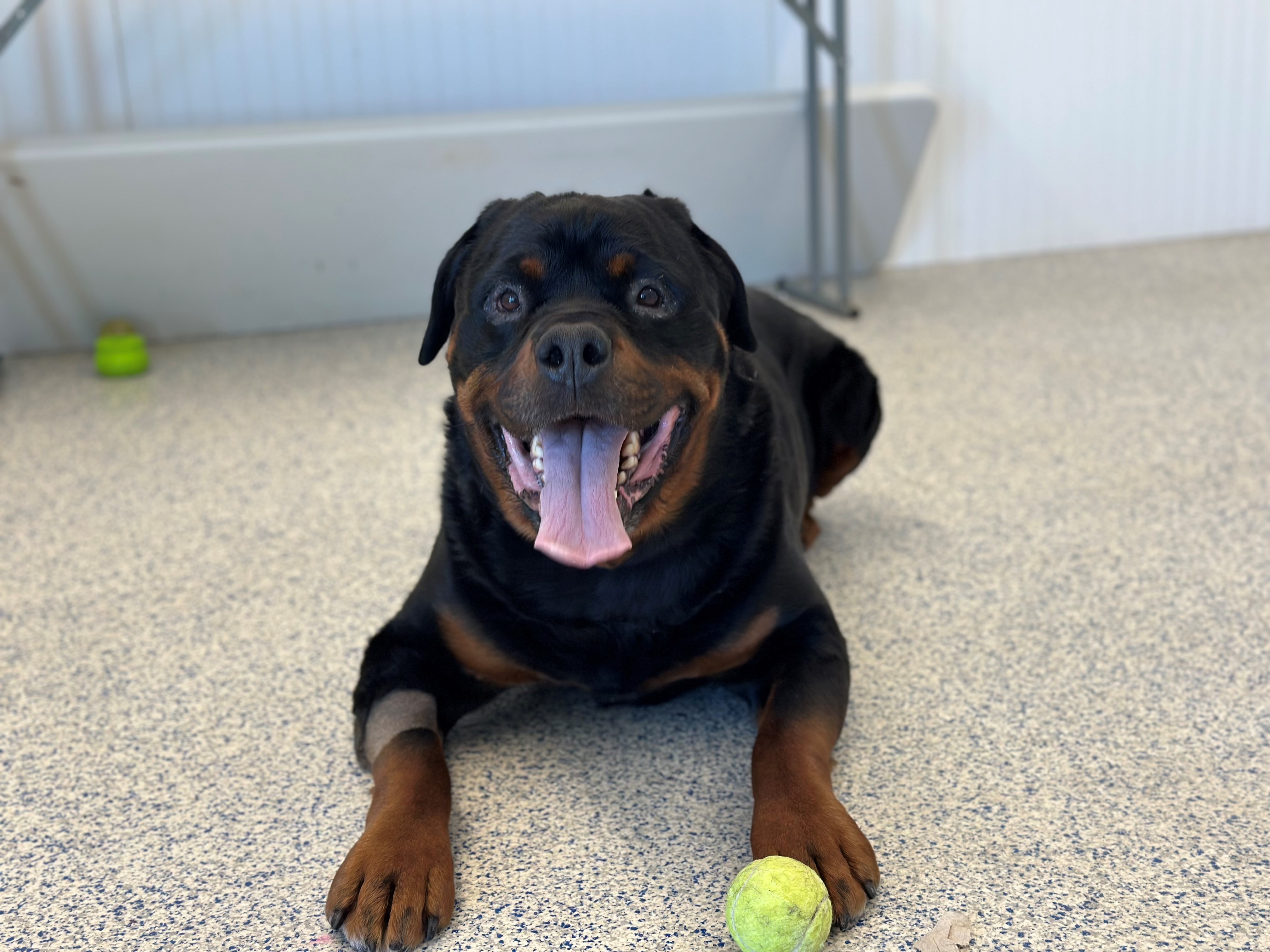 Dog for adoption Blue, a Rottweiler in Westerly, RI Petfinder