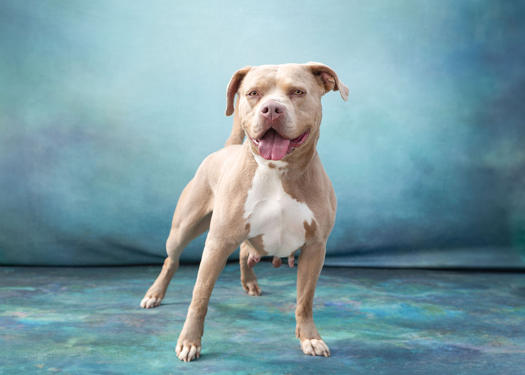 Enlarge *Suzie, a Adoptable Pit Bull Terrier in Justin, TX image 1/6