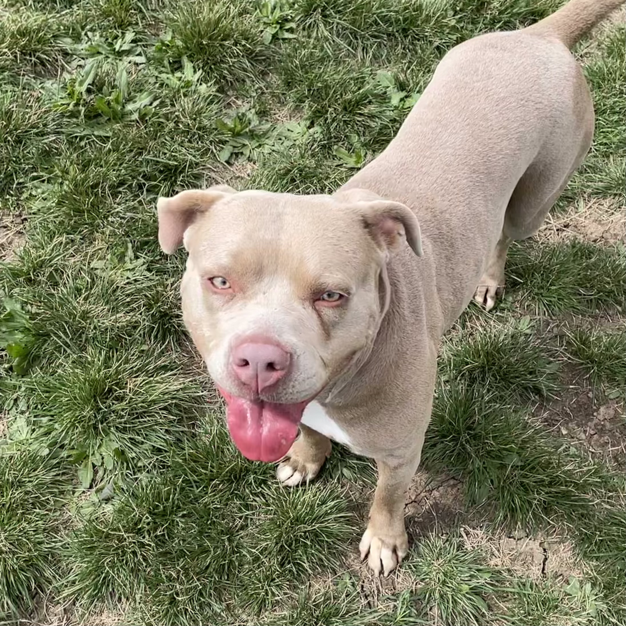 Enlarge *Suzie, a Adoptable Pit Bull Terrier in Justin, TX image 2/6