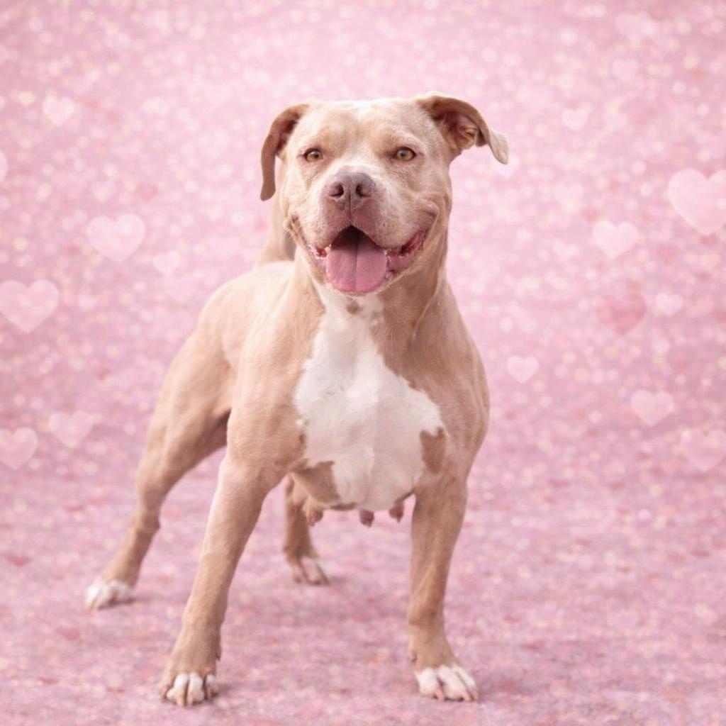 *Suzie, Adoptable, Adult Female Pit Bull Terrier.