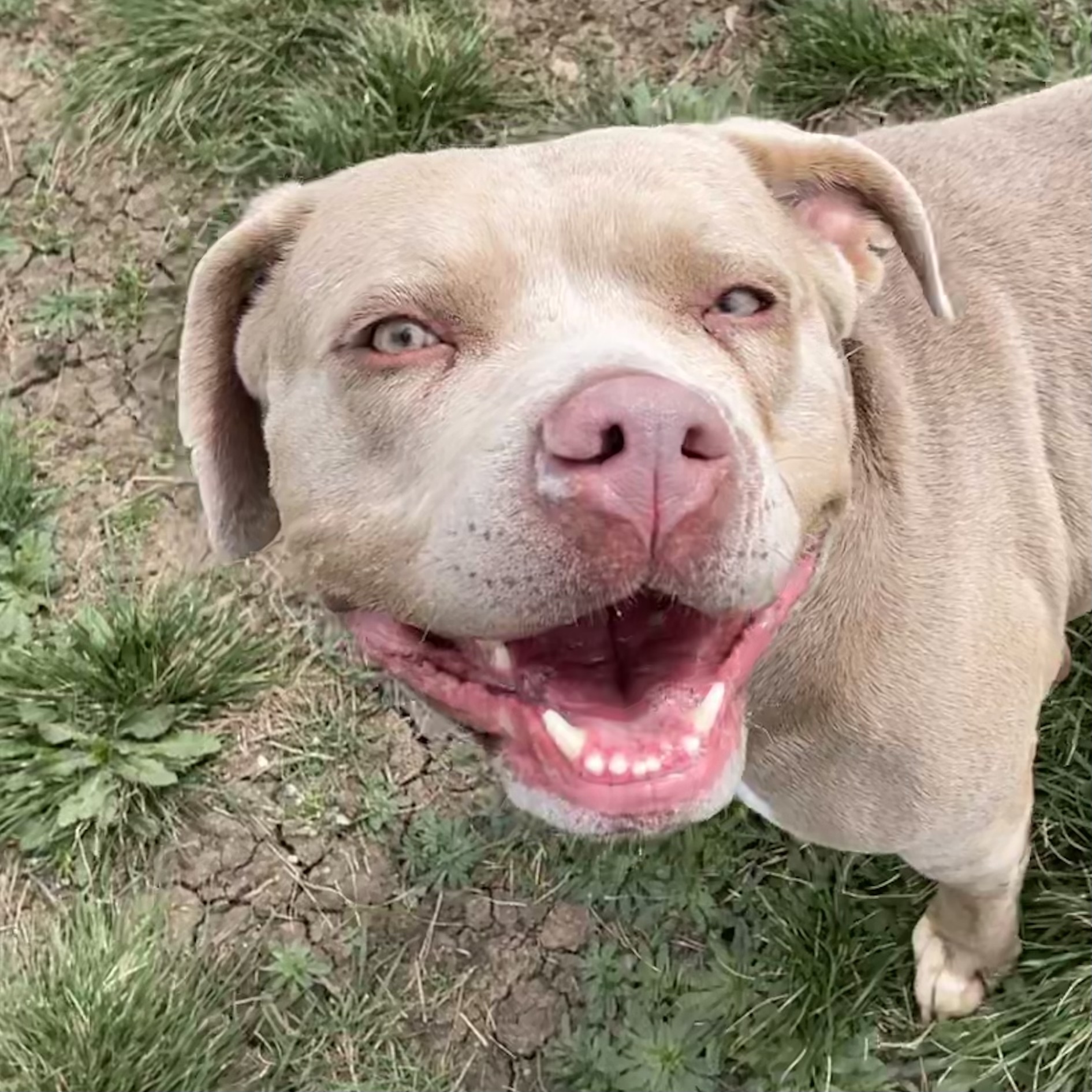 Enlarge *Suzie, a Adoptable Pit Bull Terrier in Justin, TX image 3/6