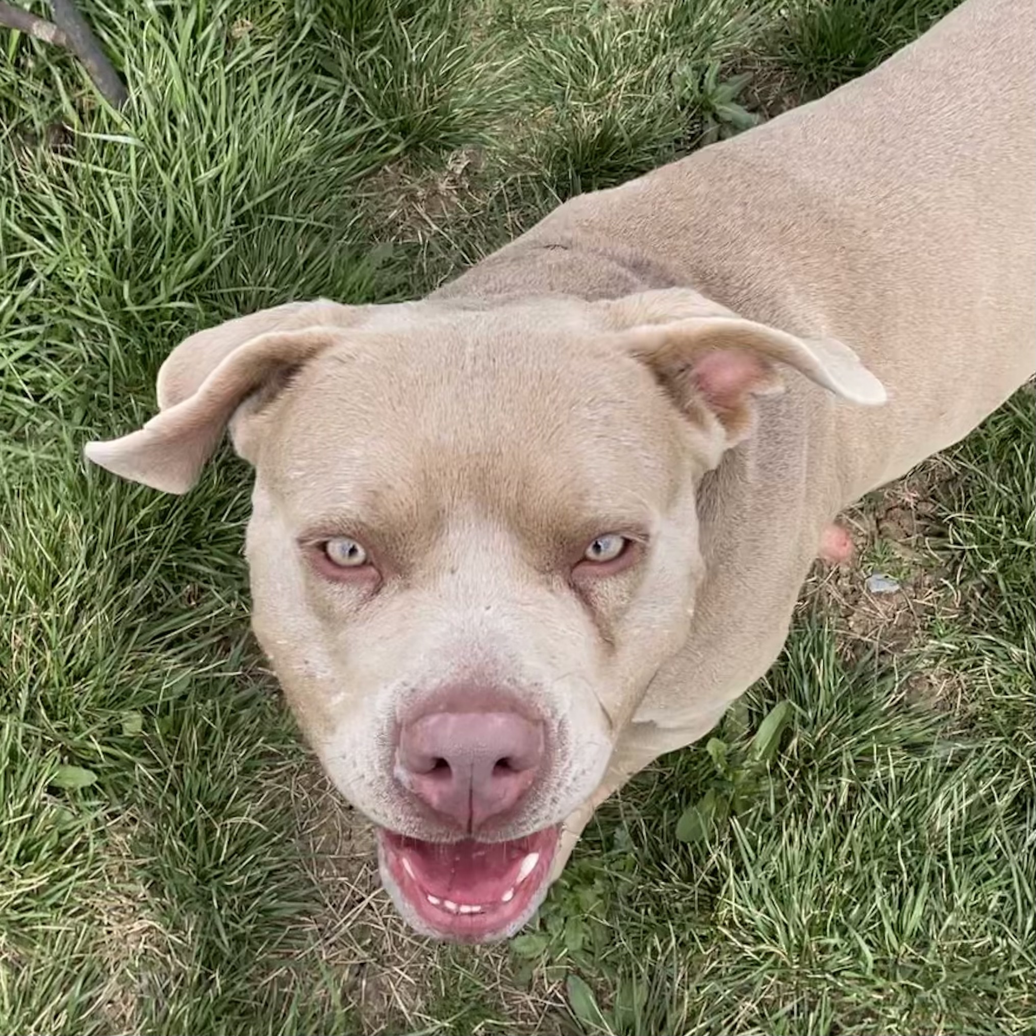 Enlarge *Suzie, a Adoptable Pit Bull Terrier in Justin, TX image 4/6
