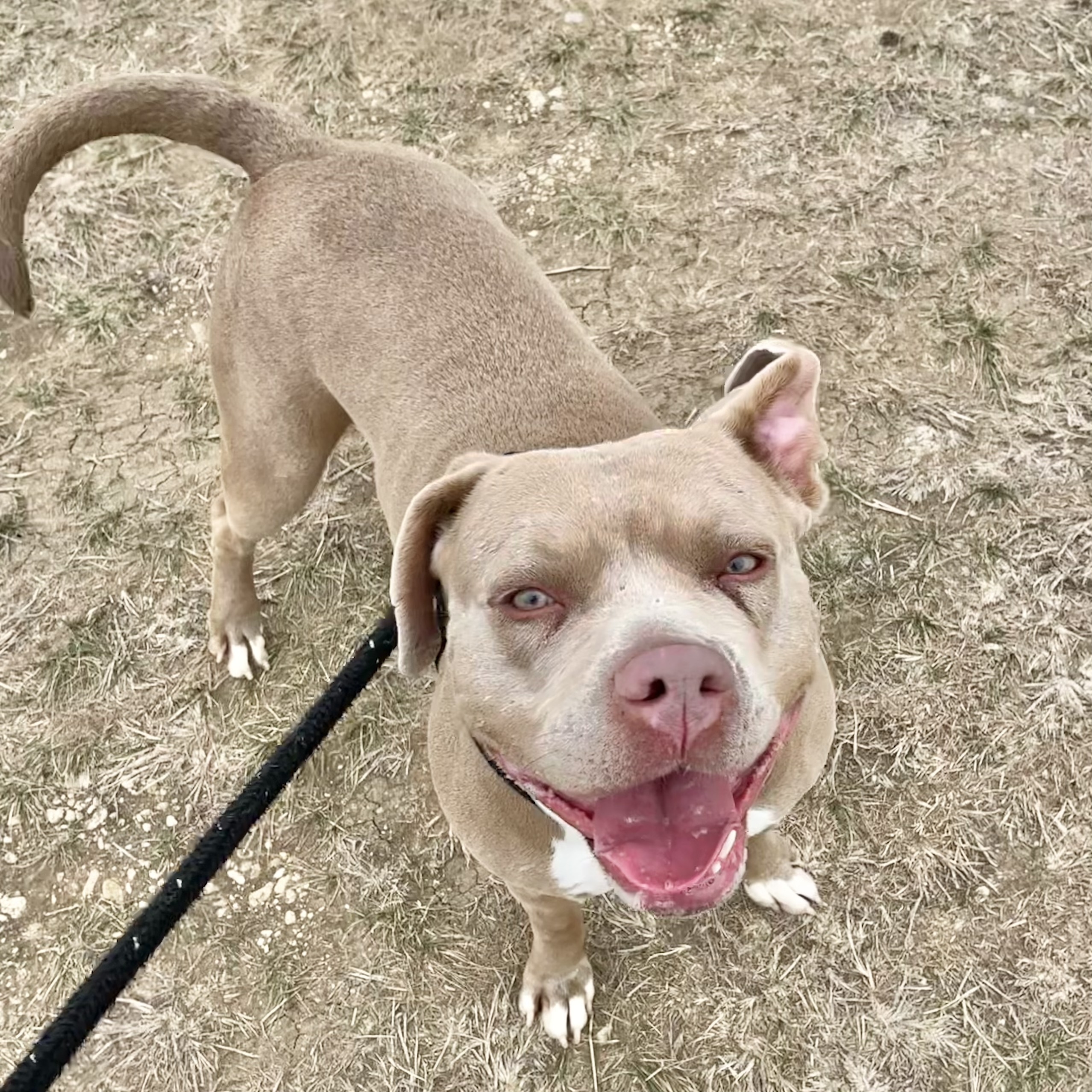 Enlarge *Suzie, a Adoptable Pit Bull Terrier in Justin, TX image 5/6