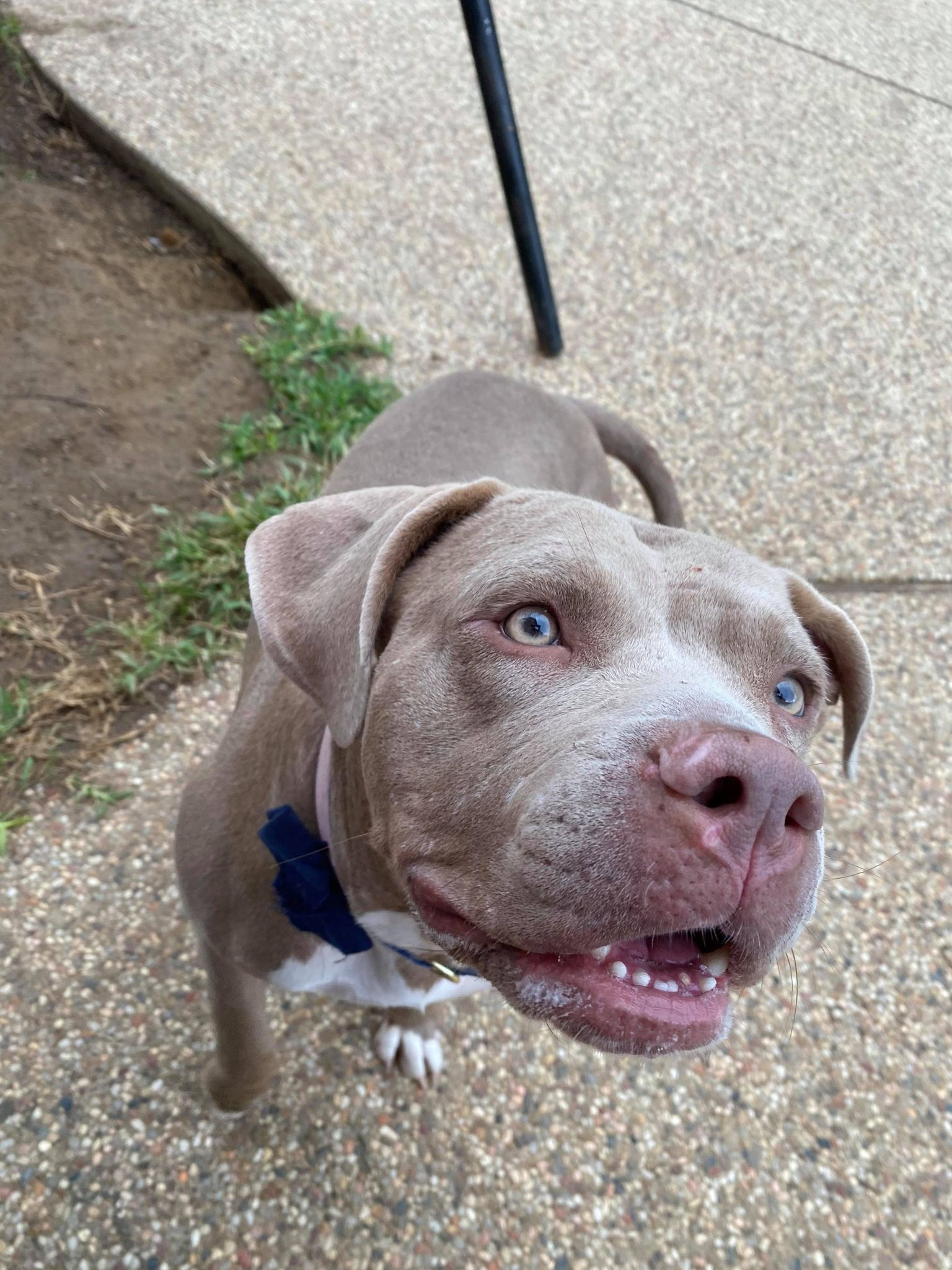 Enlarge *Suzie, a Adoptable Pit Bull Terrier in Justin, TX image 6/6