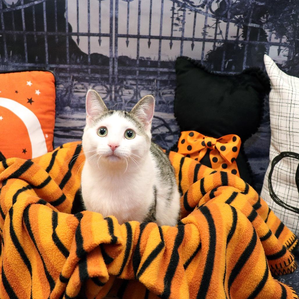 Misty, Adoptable, Kitten Female Domestic Short Hair.
