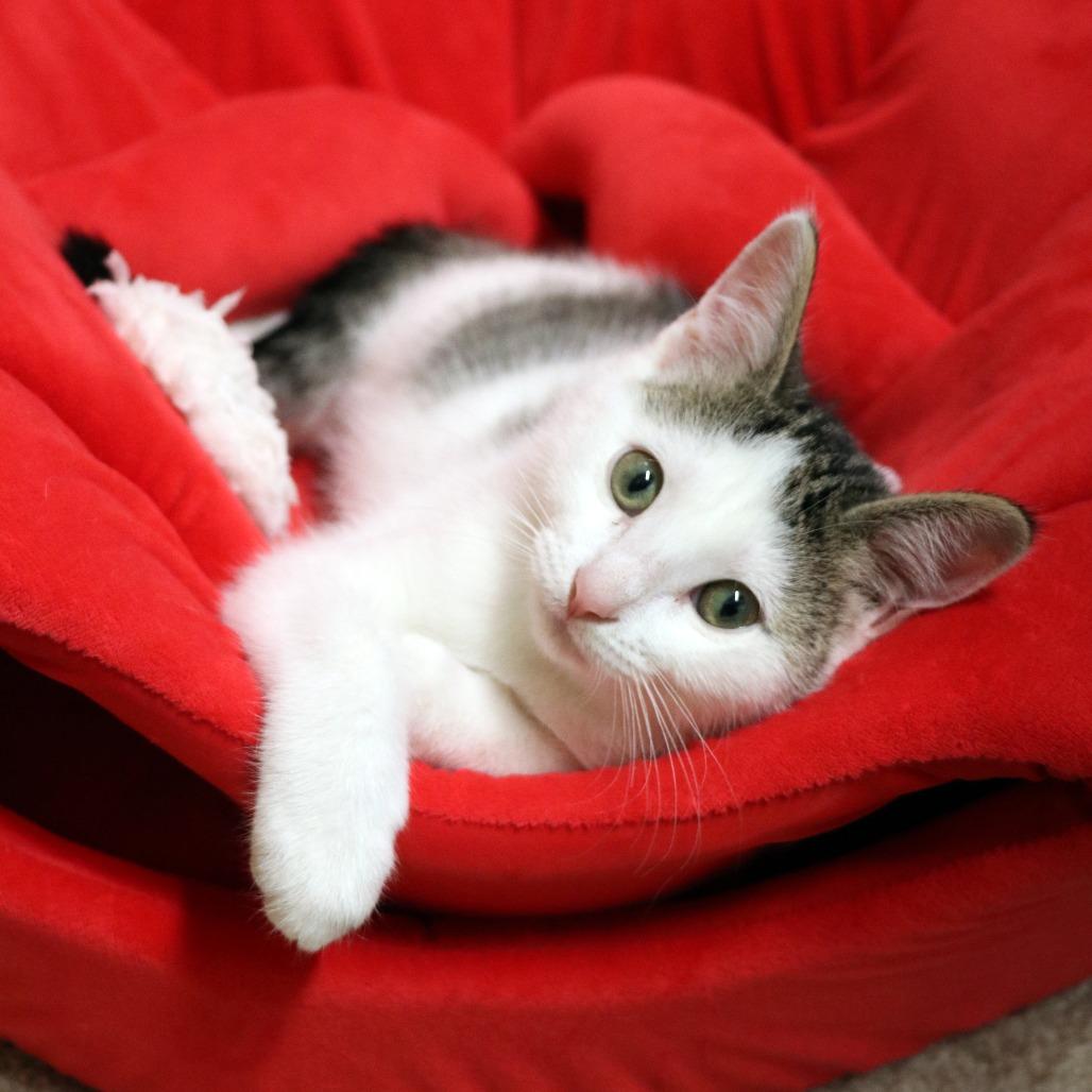 Misty, Adoptable, Kitten Female Domestic Short Hair.