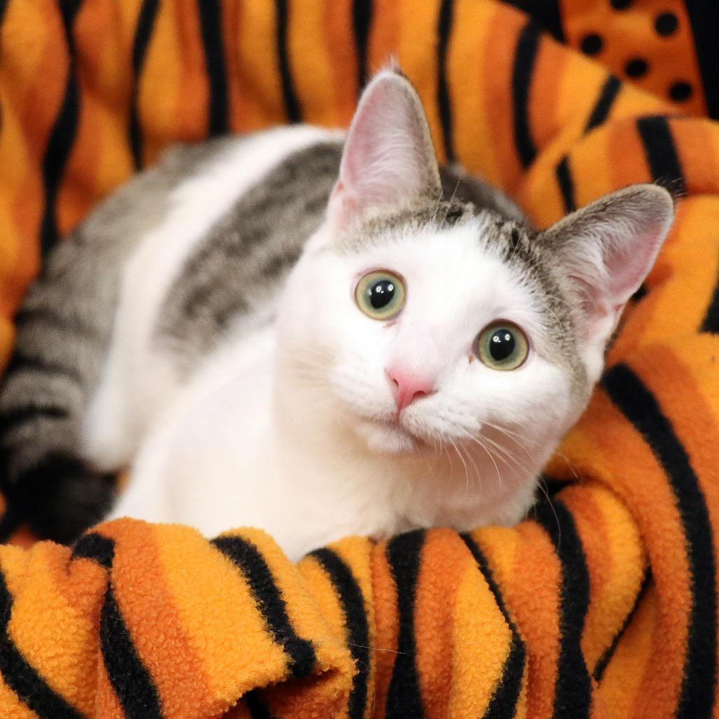 Enlarge Misty, a Adoptable Domestic Short Hair in FAIRWAY, KS image 4/6