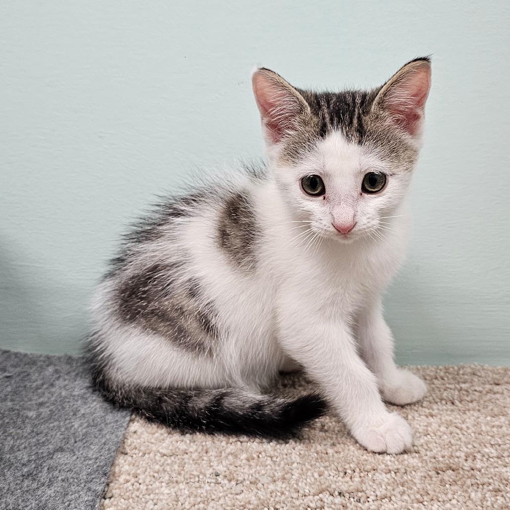 Enlarge Misty, a Adoptable Domestic Short Hair in FAIRWAY, KS image 4/6