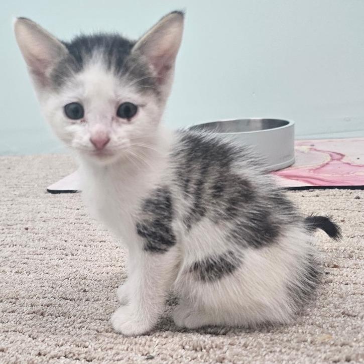 Enlarge Misty, a Adoptable Domestic Short Hair in FAIRWAY, KS image 5/6