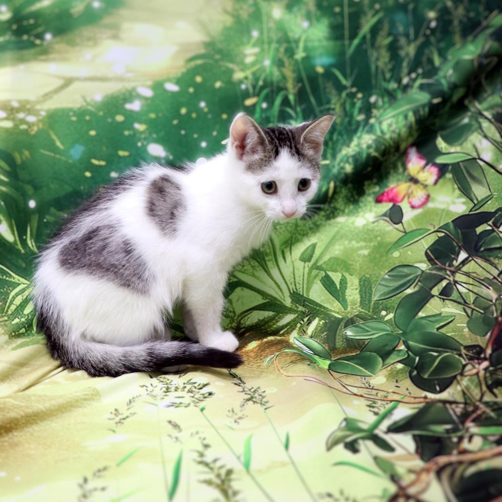 Enlarge Misty, a Adoptable Domestic Short Hair in FAIRWAY, KS image 6/6