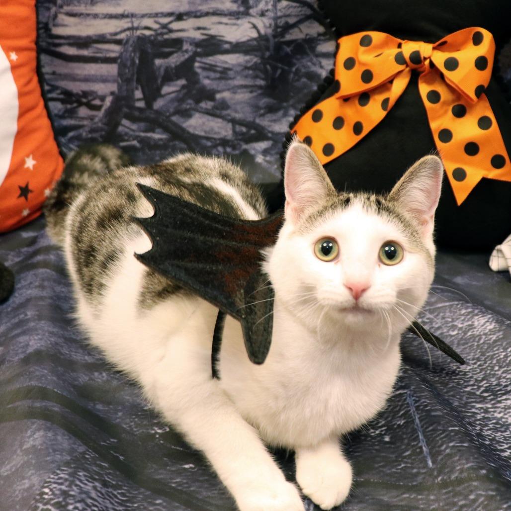 Enlarge Misty, a Adoptable Domestic Short Hair in FAIRWAY, KS image 6/6