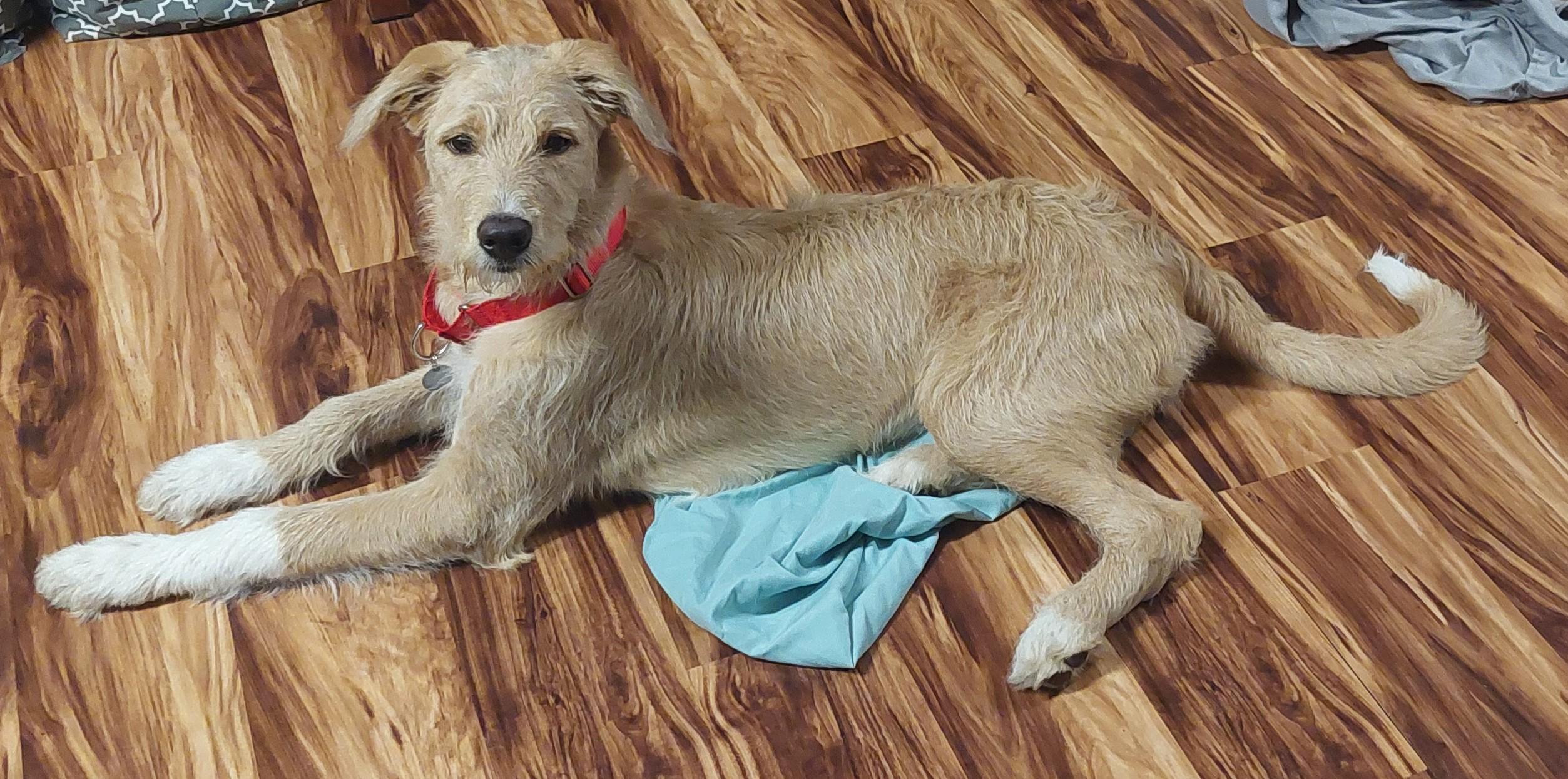 Enlarge Cora, an adopted mixed breed in Moorhead, MN image 1/3