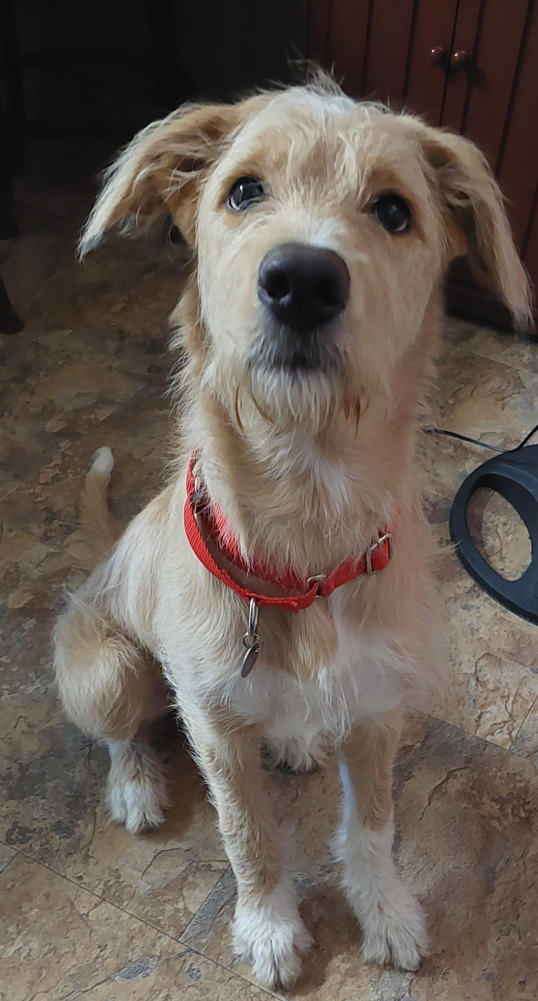 Enlarge Cora, an adopted mixed breed in Moorhead, MN image 2/3