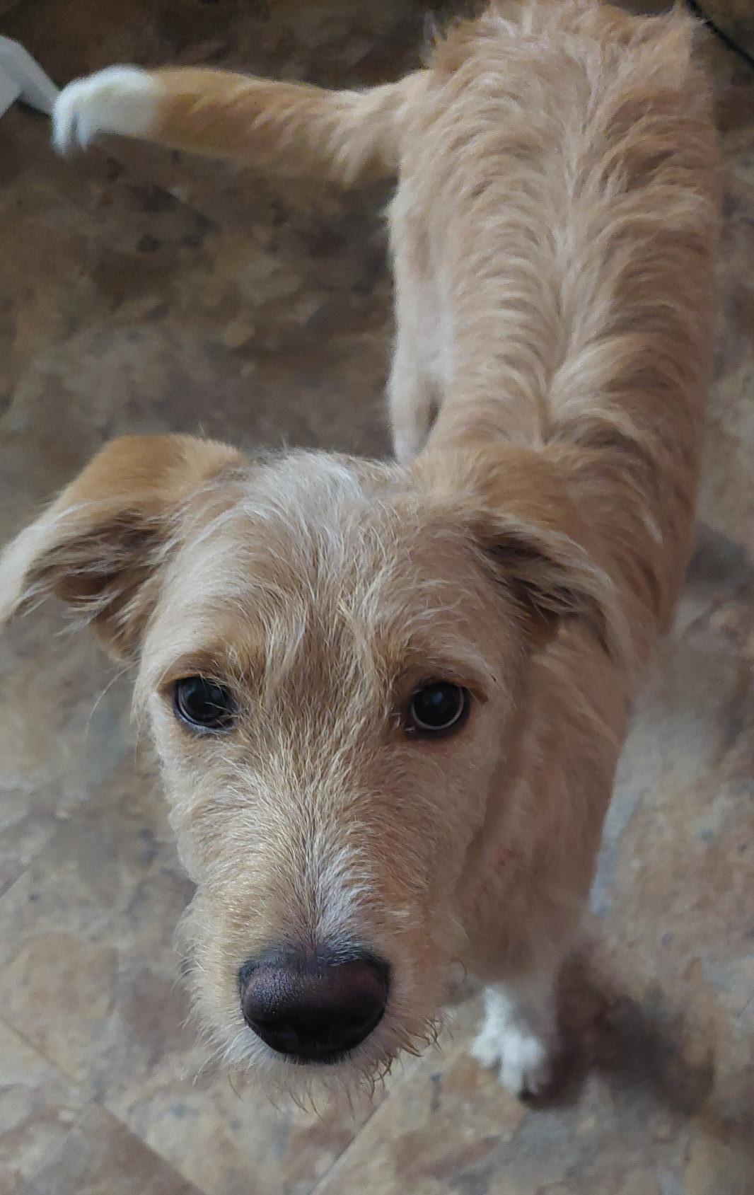 Enlarge Cora, an adopted mixed breed in Moorhead, MN image 3/3