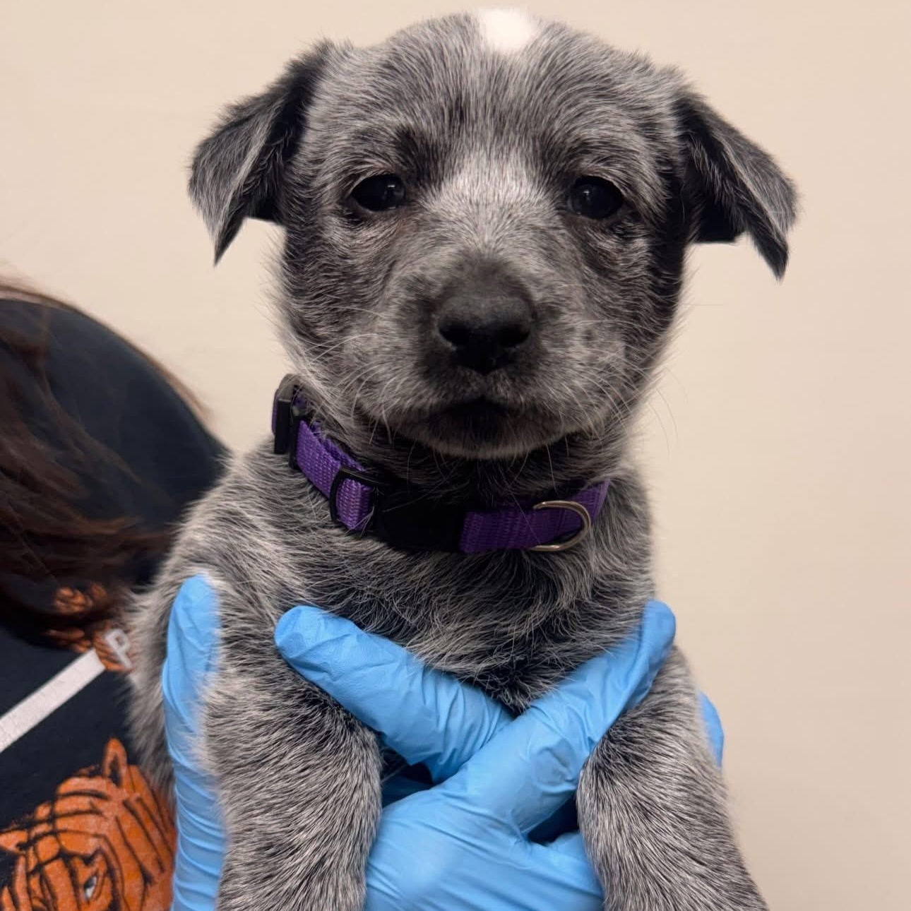 Dutch, adopted, Puppy Female Australian Cattle Dog / Blue Heeler.