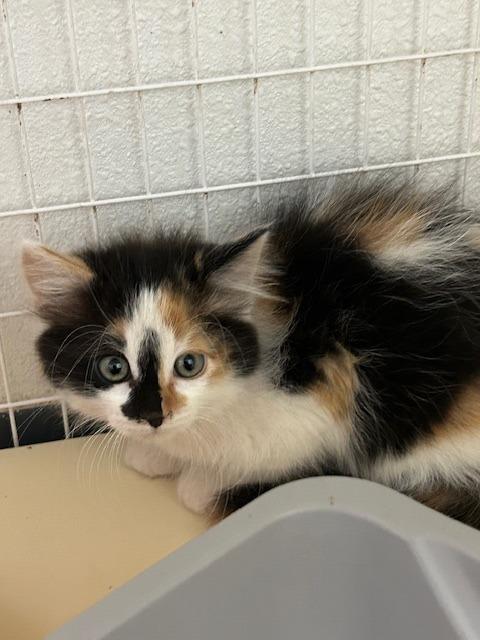 Bliss, Adoptable, Young Female Calico.