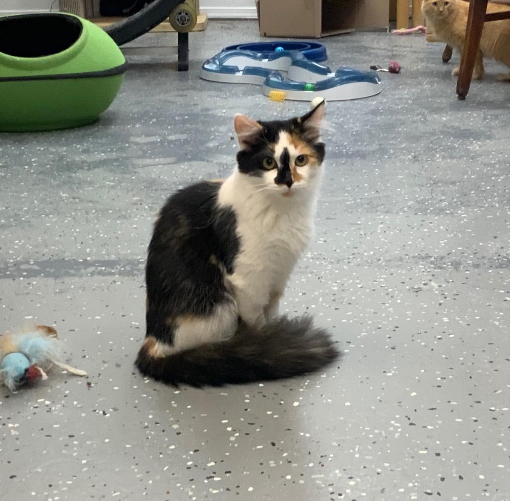 Enlarge Bliss, a Adoptable Calico in Grand Junction, CO image 2/3