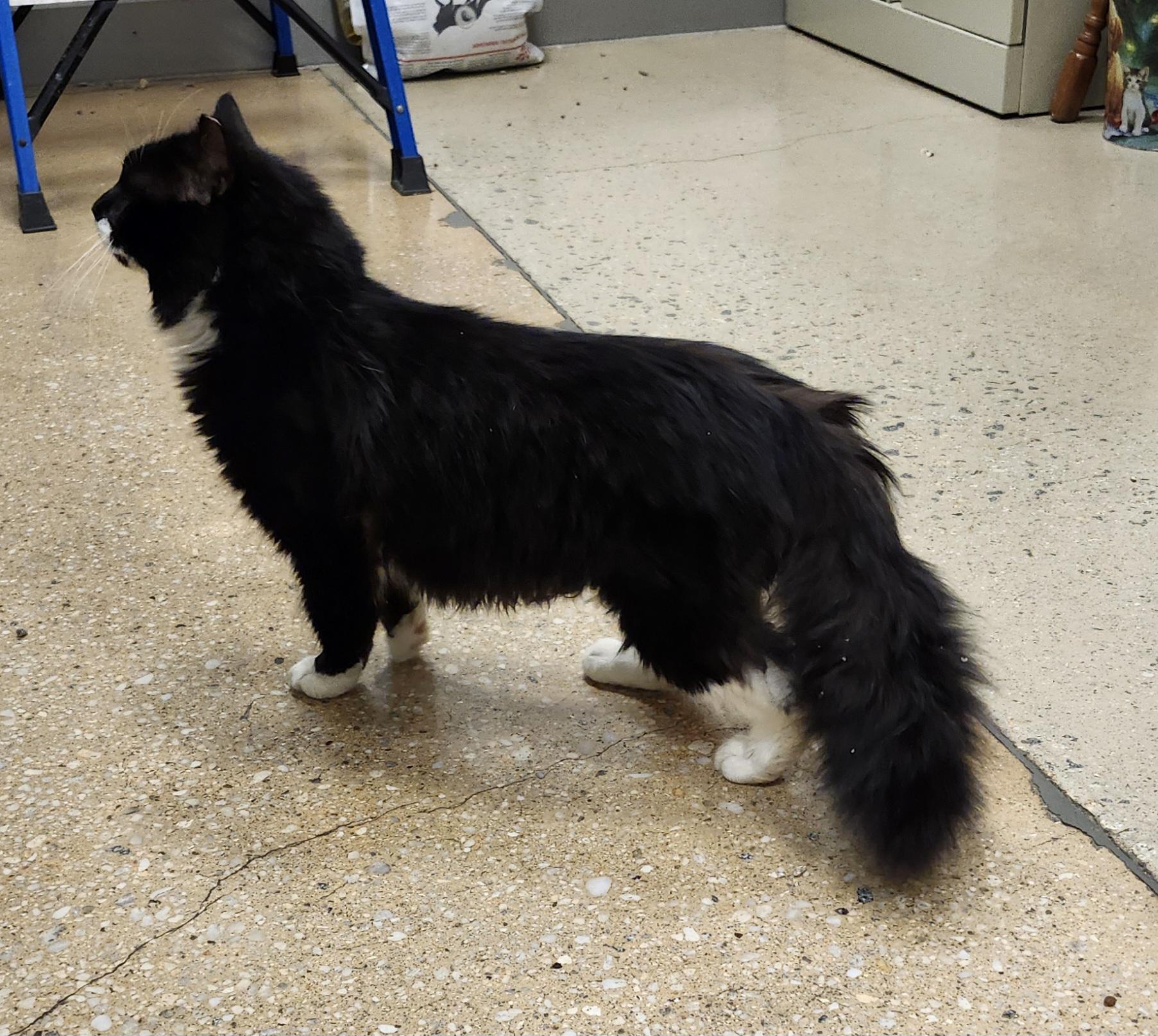 Enlarge 'BANDIT', an adopted mixed breed in North East, MD image 4/6