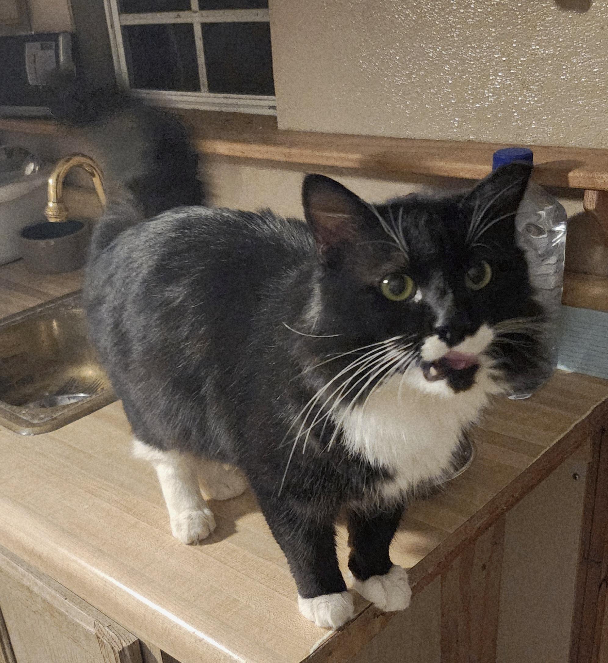 Enlarge 'BANDIT', an adopted mixed breed in North East, MD image 6/6