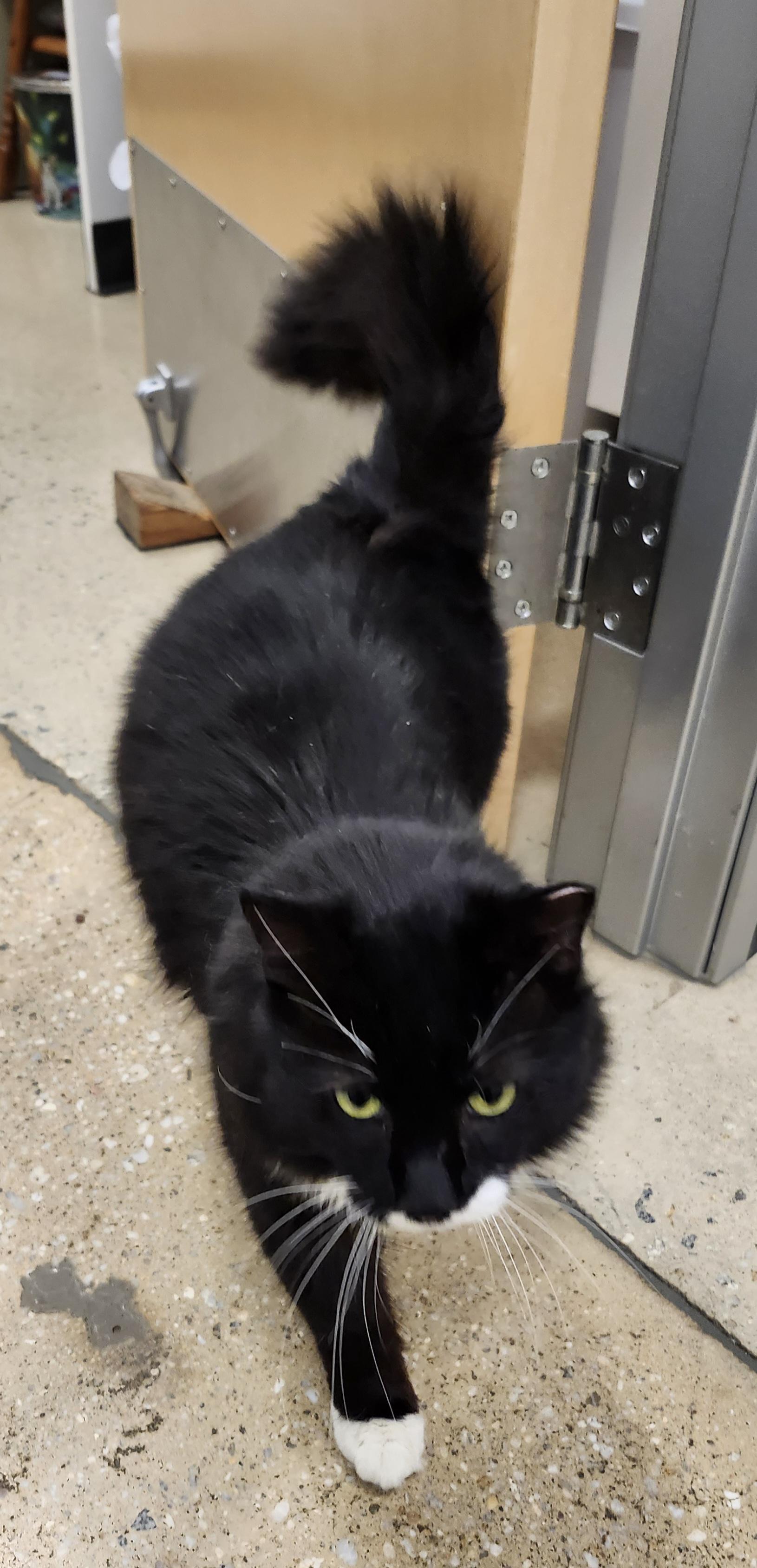 Enlarge 'BANDIT', an adopted mixed breed in North East, MD image 2/6