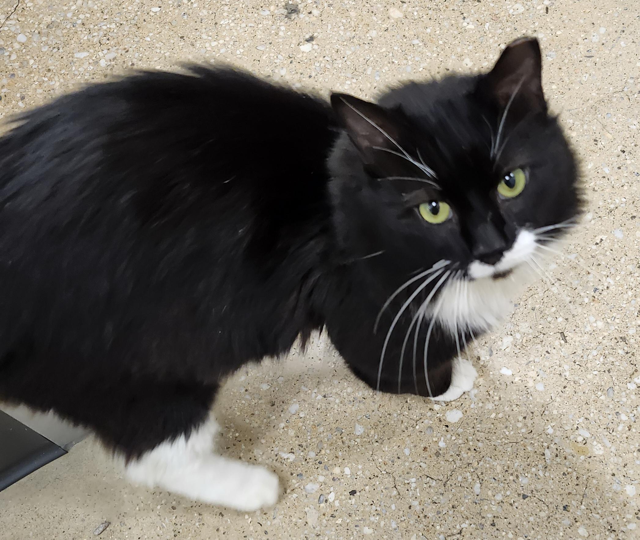 'BANDIT', adopted, Adult Male Domestic Medium Hair & Tuxedo.