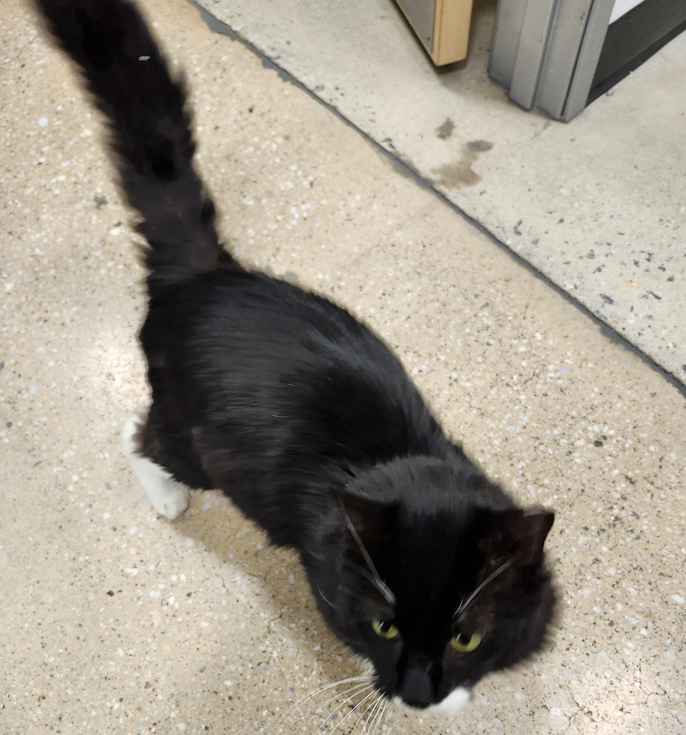 Enlarge 'BANDIT', an adopted mixed breed in North East, MD image 5/6