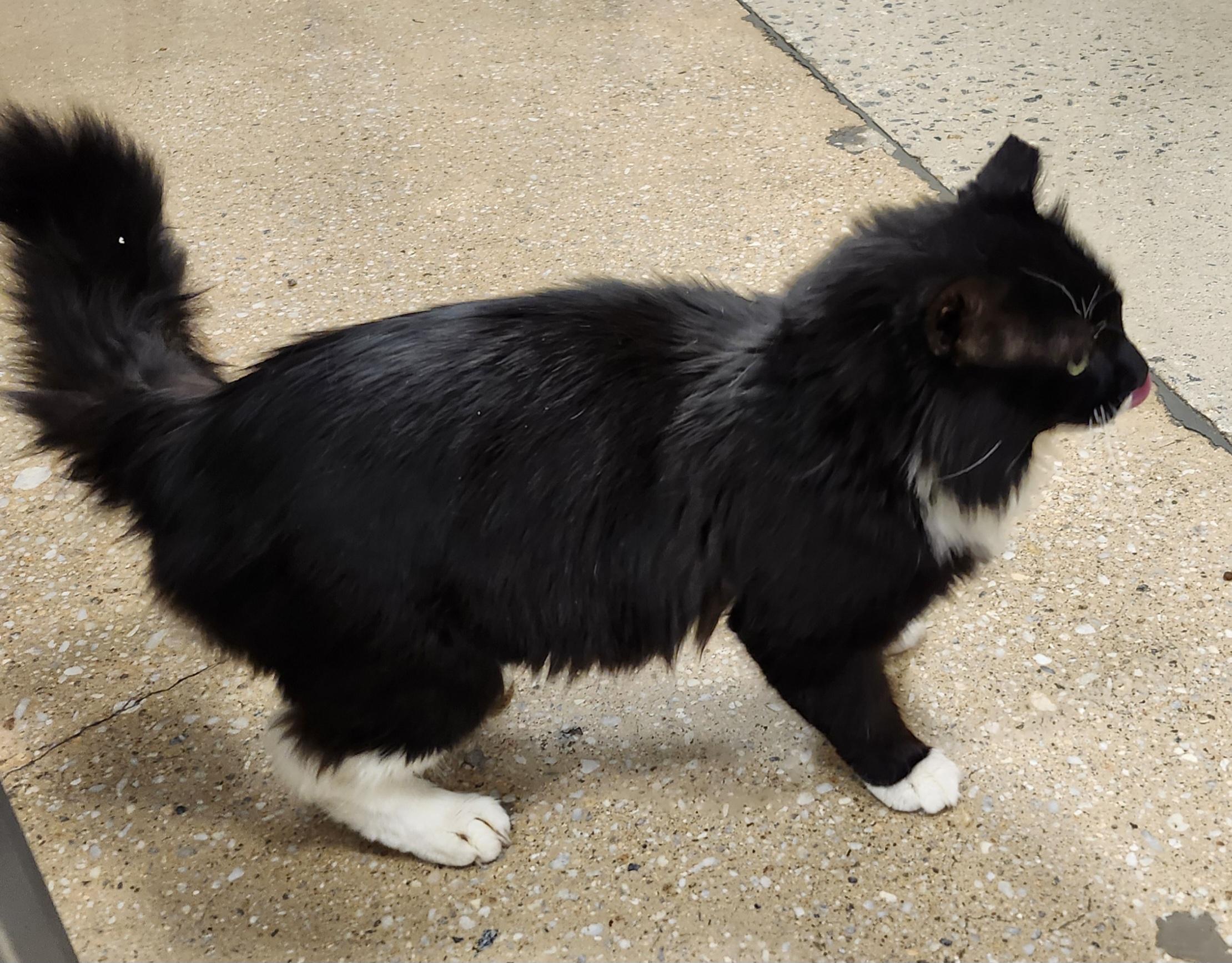 Enlarge 'BANDIT', an adopted mixed breed in North East, MD image 3/6