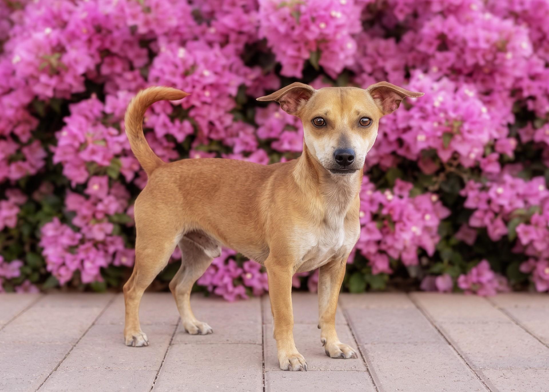 Enlarge Tony, a Adoptable mixed breed in El Cajon, CA image 2/4
