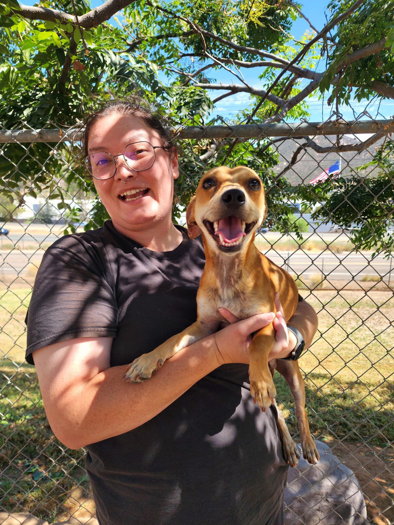 Enlarge Tony, a Adoptable mixed breed in El Cajon, CA image 3/4