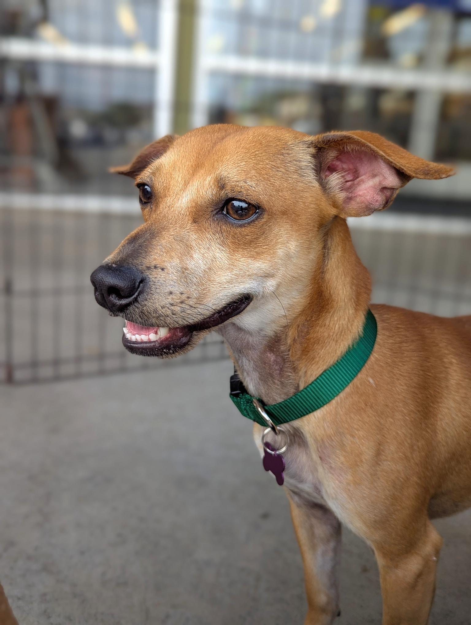 Enlarge Tony, a Adoptable mixed breed in El Cajon, CA image 4/4