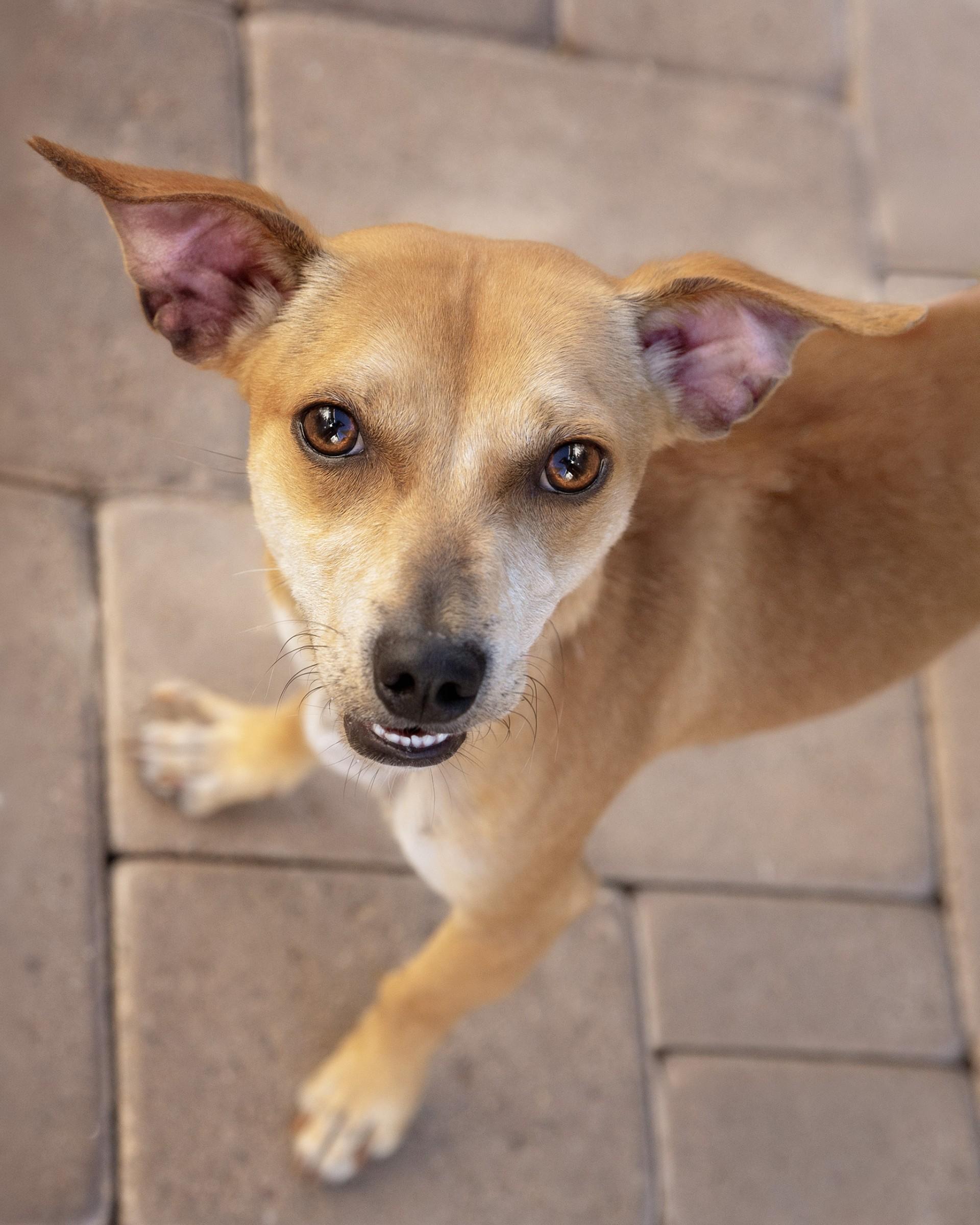 Tony, Adoptable, Young Male Chihuahua & Dachshund.
