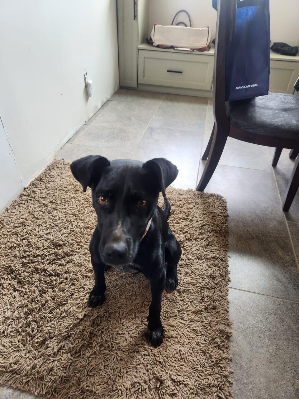 Vera , a ADOPTABLE mixed breed in Lake Forest, CA image 2/5