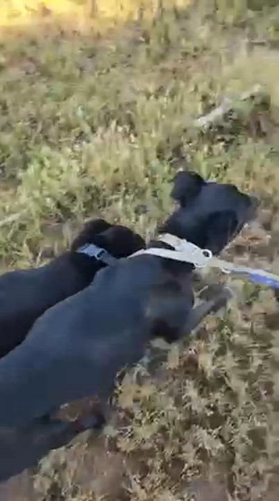 Enlarge Vera , a ADOPTABLE mixed breed in Lake Forest, CA video 5/5