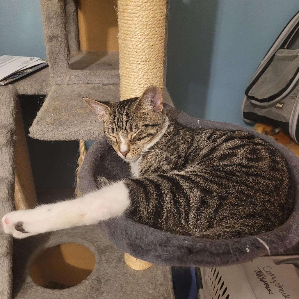 *Sir Stilton, Adoptable, Young Male Domestic Short Hair.