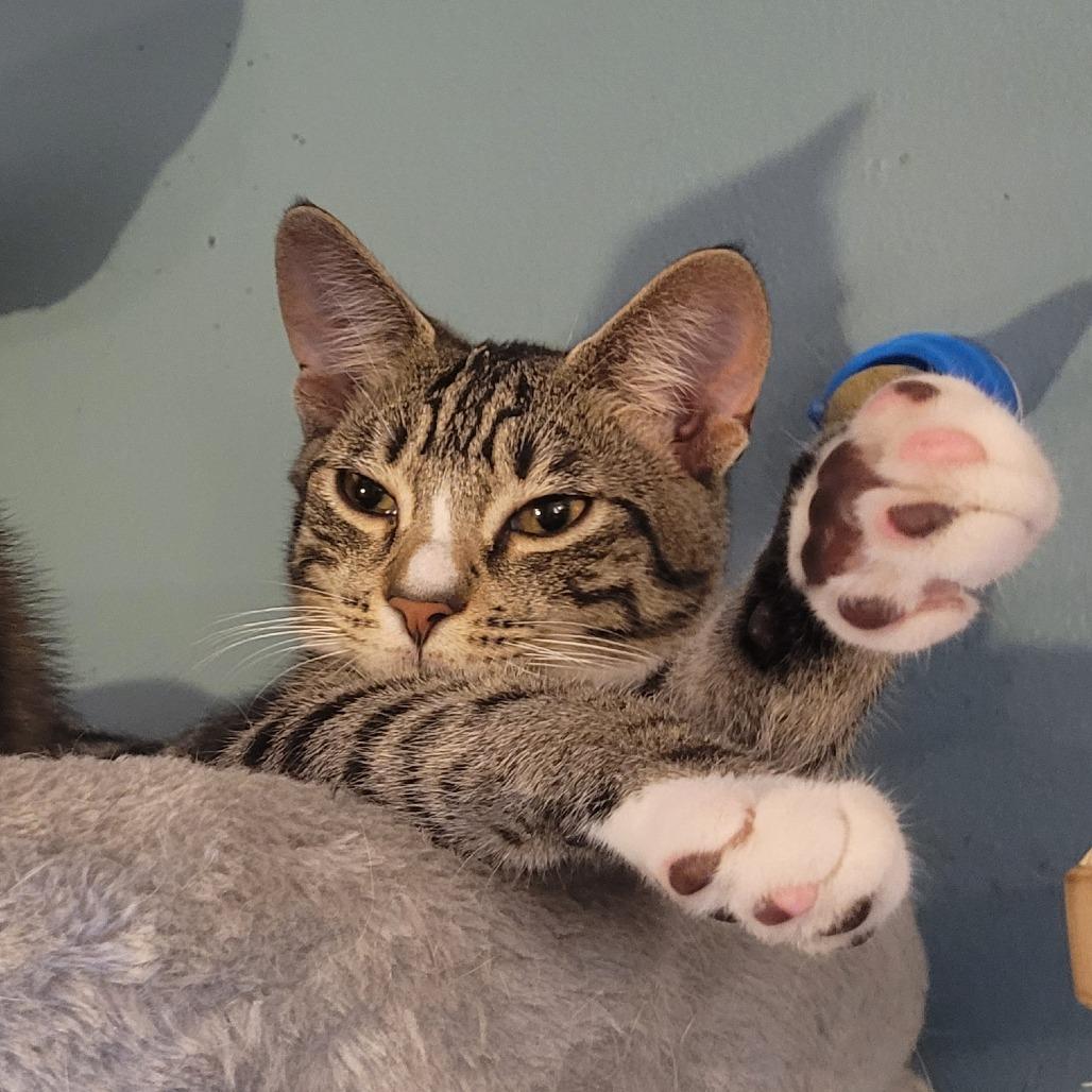 Enlarge *Sir Stilton, a Adoptable Domestic Short Hair in Huntsville, AL image 2/6