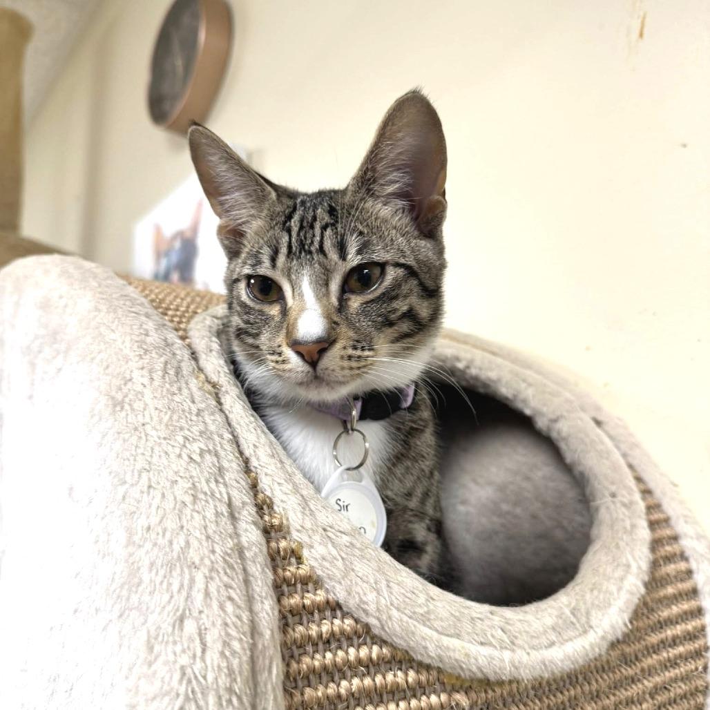 Enlarge *Sir Stilton, a Adoptable Domestic Short Hair in Huntsville, AL image 4/6