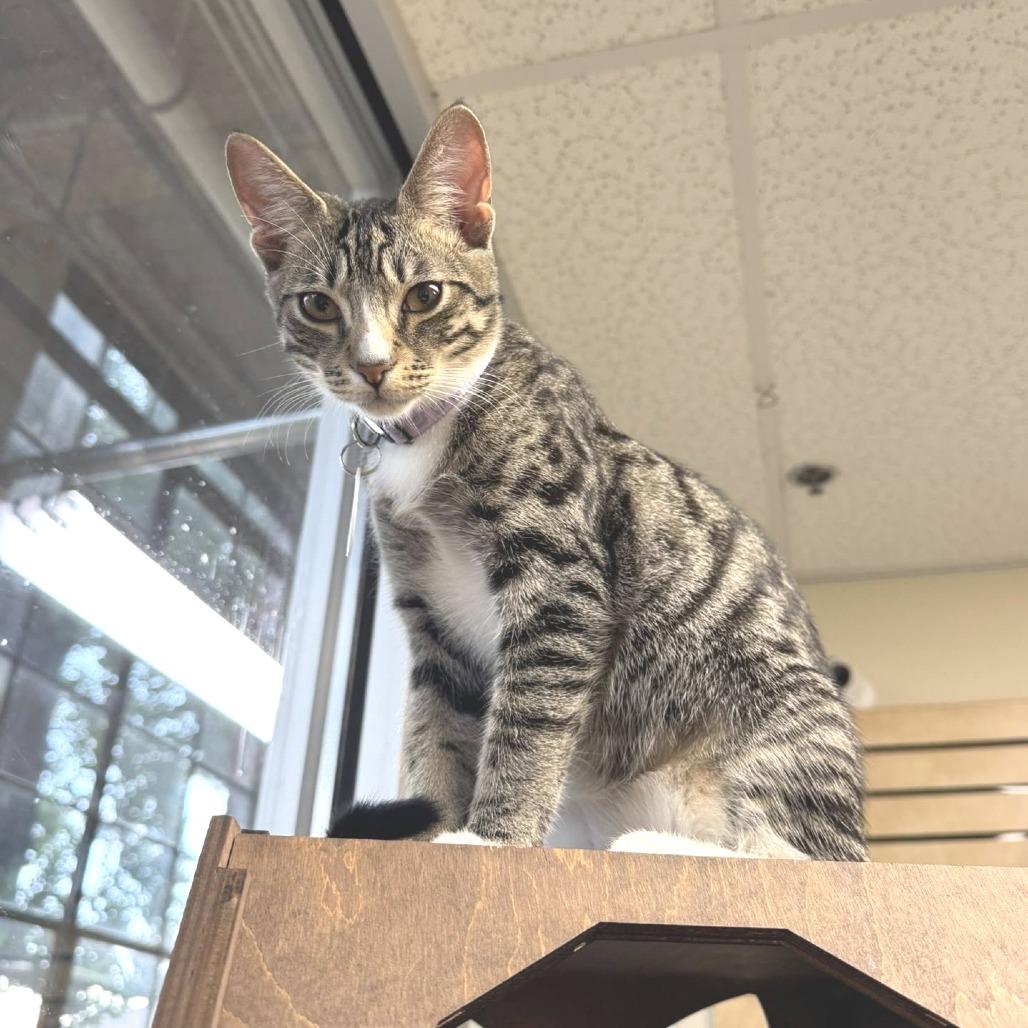 Enlarge *Sir Stilton, a Adoptable Domestic Short Hair in Huntsville, AL image 5/6