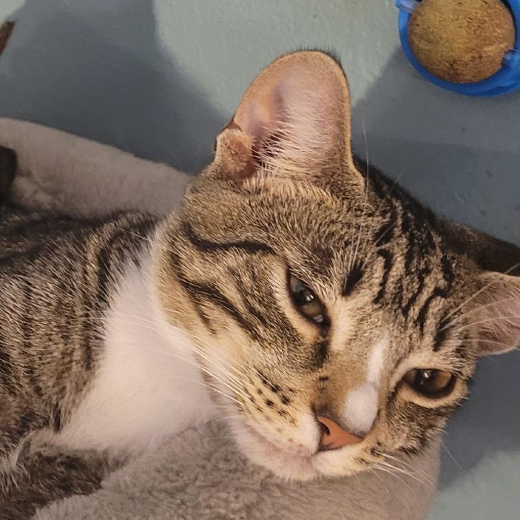 Enlarge *Sir Stilton, a Adoptable Domestic Short Hair in Huntsville, AL image 6/6