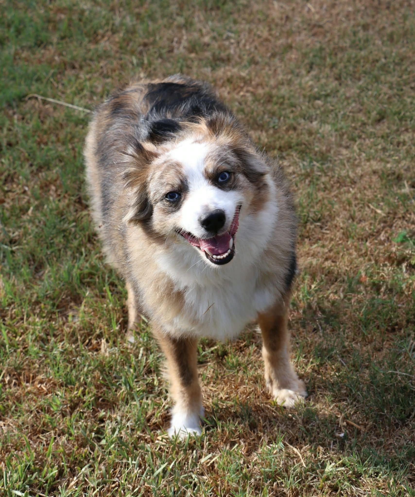 Enlarge Brainteaser Brady, a Adoptable Australian Shepherd in Brattleboro, VT image 4/6