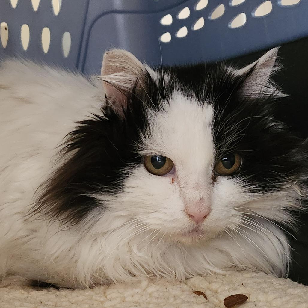 Chardonnay — thumbnail 2