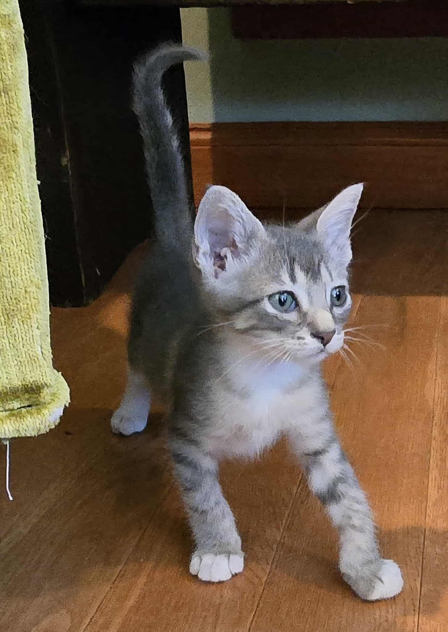 Werewolf, Young Male Domestic Short Hair