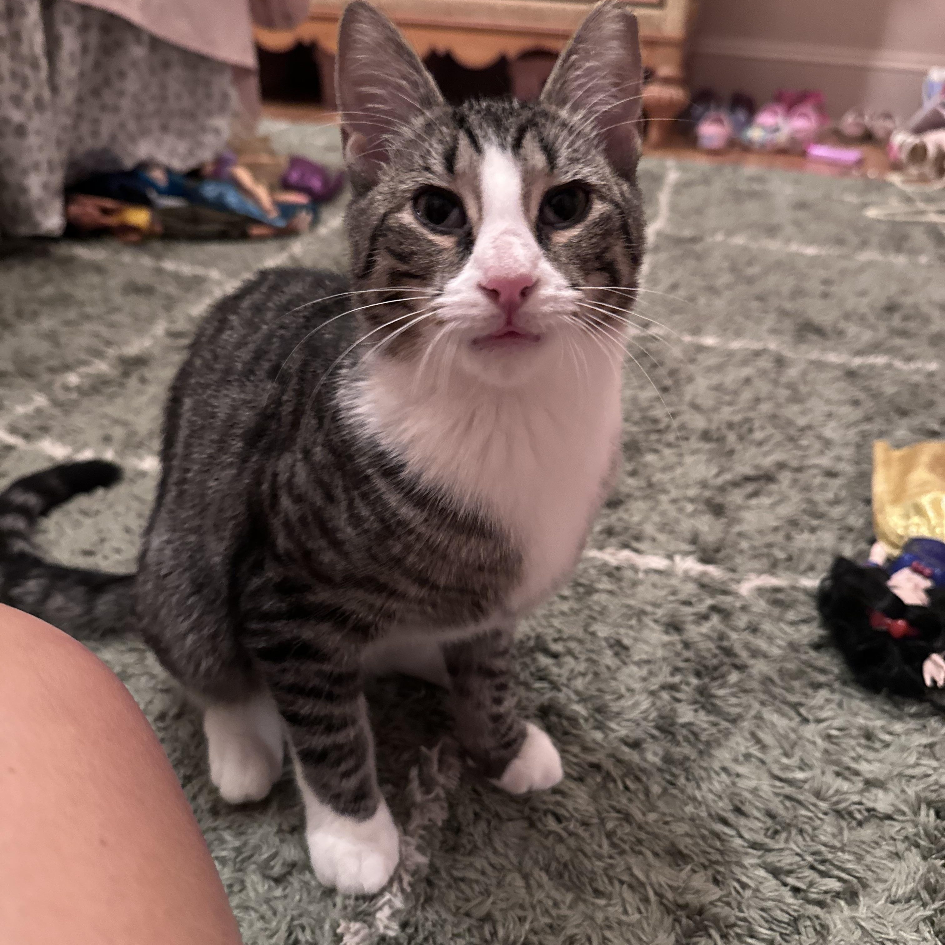 Enlarge Bunny, a Adoptable Domestic Short Hair in Brick, NJ image 2/5