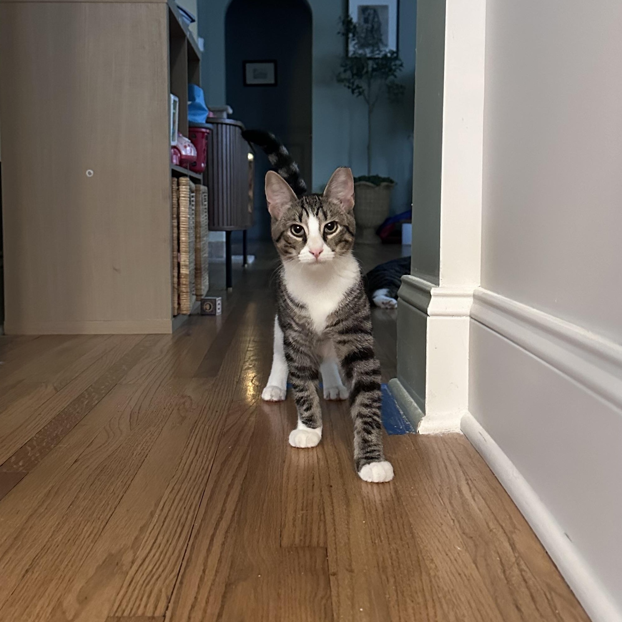 Enlarge Bunny, a Adoptable Domestic Short Hair in Brick, NJ image 3/5