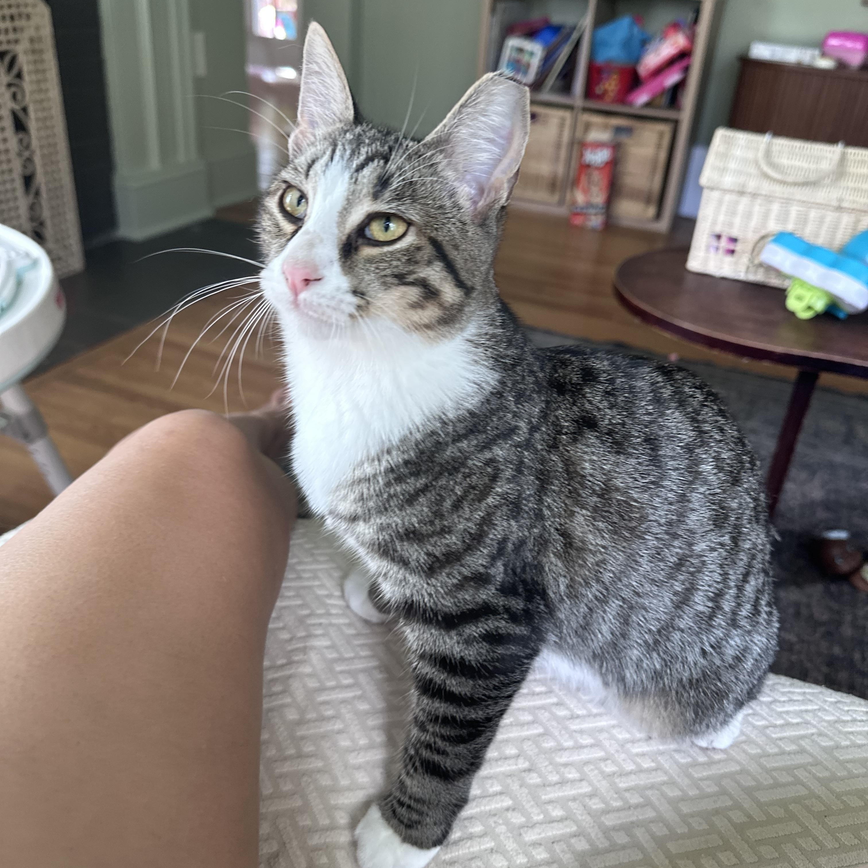 Bunny, Adoptable, Young Male Domestic Short Hair.