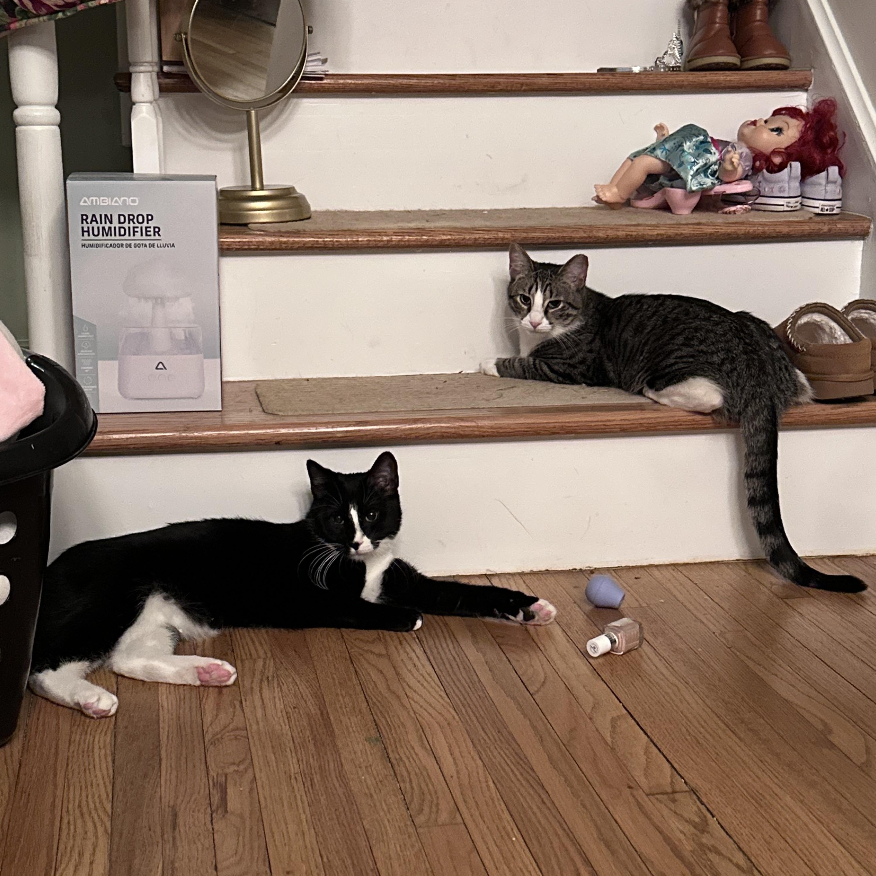 Enlarge Bunny, a Adoptable Domestic Short Hair in Brick, NJ image 5/5