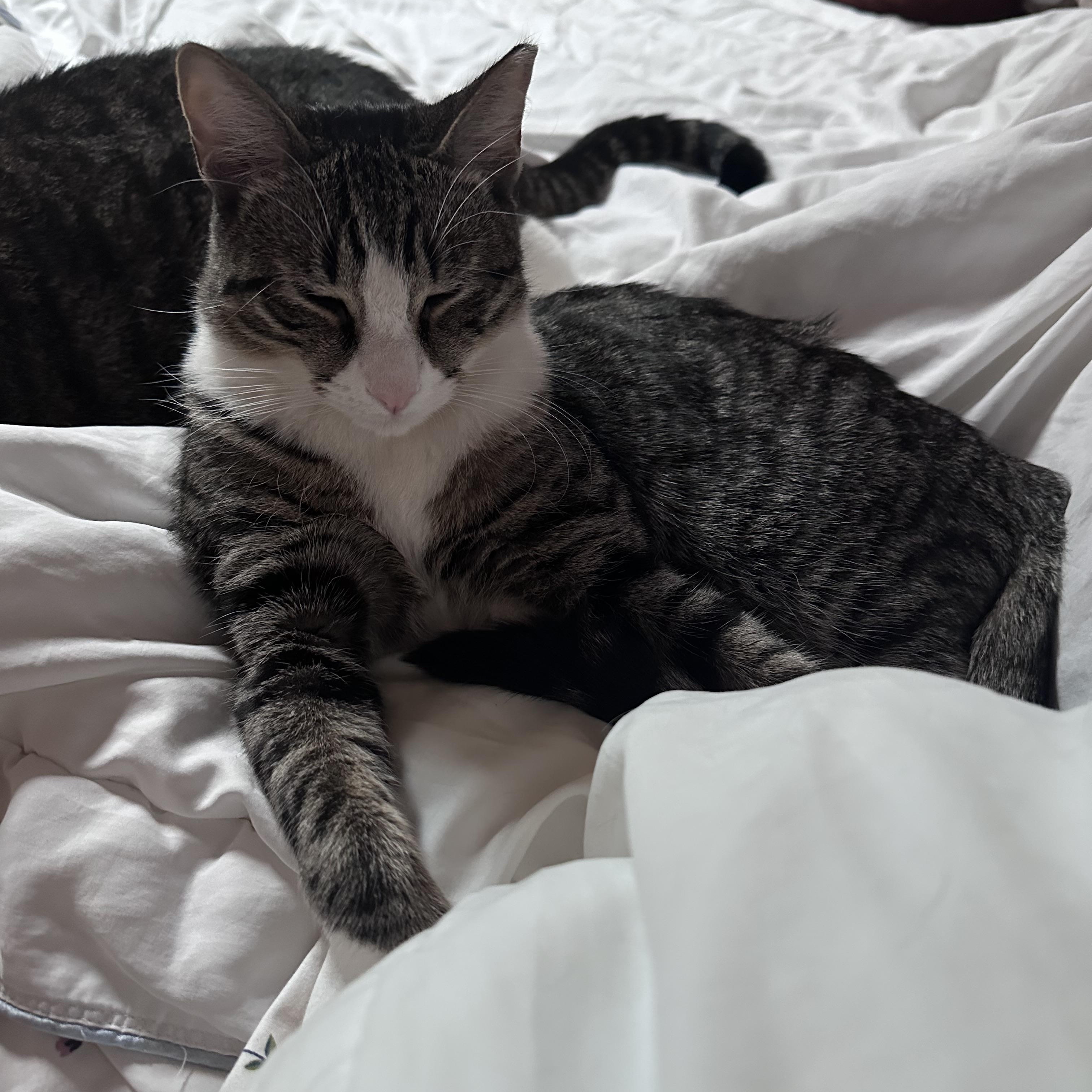 Enlarge Bunny, a Adoptable Domestic Short Hair in Brick, NJ image 4/5