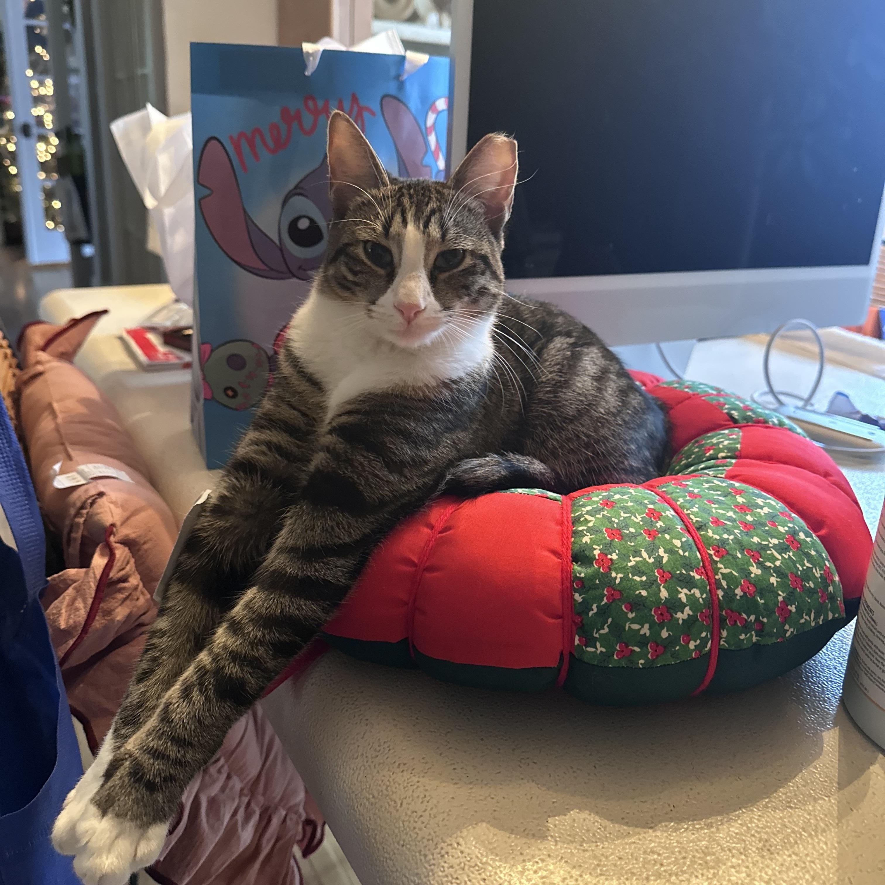 Bunny, Adoptable, Young Male Domestic Short Hair.