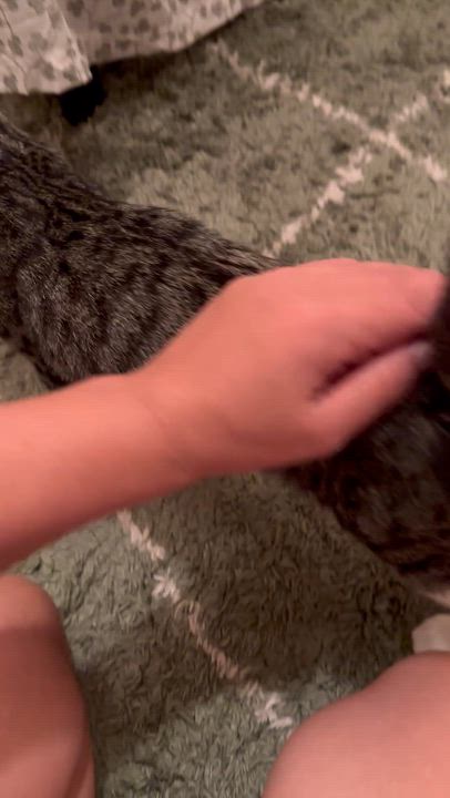 Enlarge Bunny, a Adoptable Domestic Short Hair in Brick, NJ video 5/5