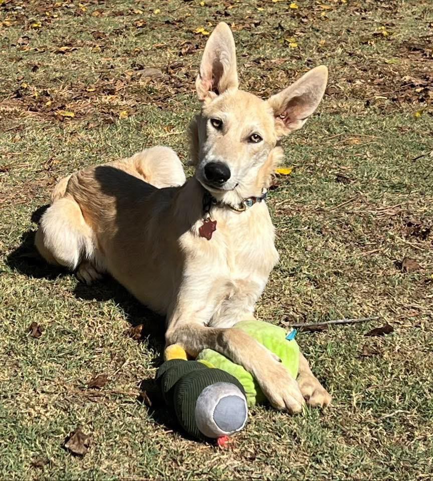 Stetson, Adoptable, Young Male Shepherd.