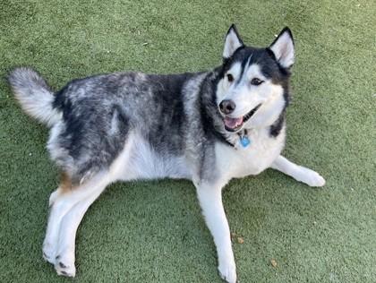 Enlarge House, a Adoptable mixed breed in Phoenix, AZ image 1/3